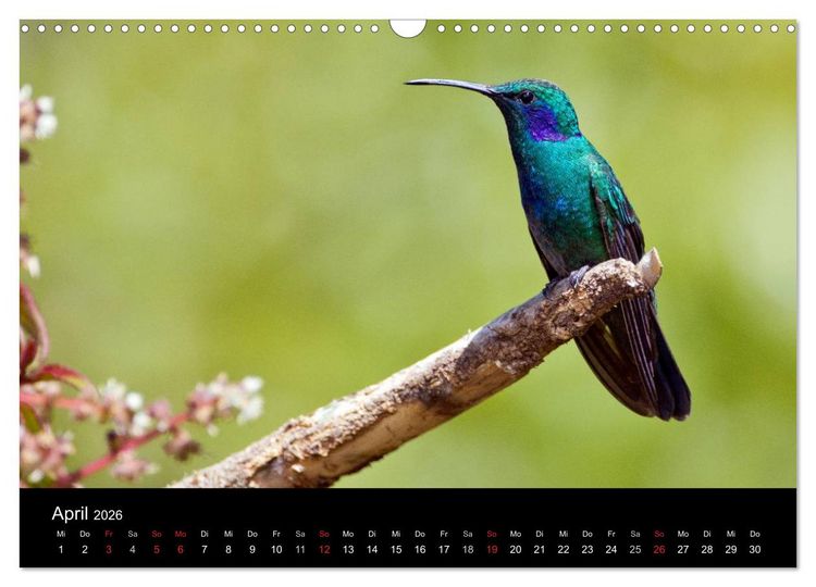 Produktbild: Der Kolibrikalender (Wandkalender 2026 DIN A3 quer), CALVENDO Monatskalender