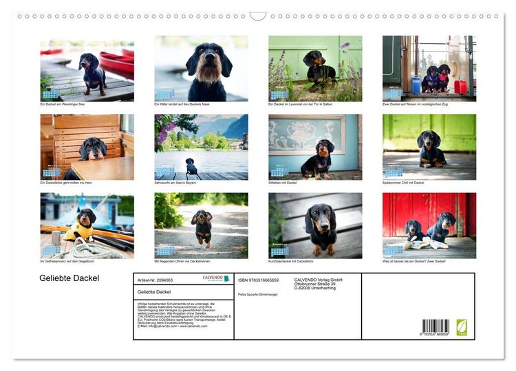 Produktbild: Geliebte Dackel (Wandkalender 2026 DIN A2 quer), CALVENDO Monatskalender