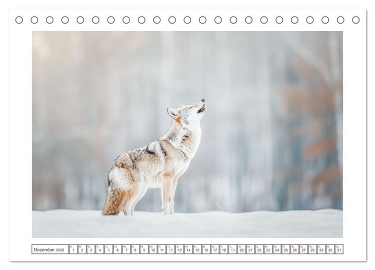Produktbild: Naturparadies Wald (Tischkalender 2026 DIN A5 quer), CALVENDO Monatskalender