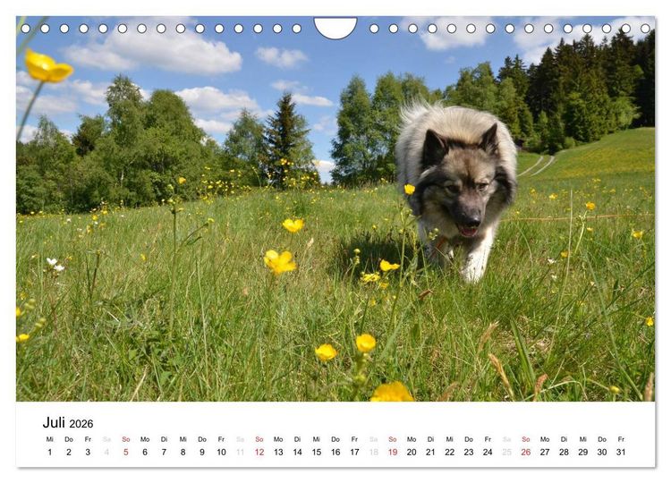 Produktbild: Der Wolfsspitz (Wandkalender 2026 DIN A4 quer), CALVENDO Monatskalender