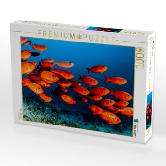 Produktbild: CALVENDO Puzzle Soldatenfische | 1000 Teile Lege-Gr&ouml;&szlig;e 64x48cm Foto-Puzzle f&uuml;r gl&uuml;ckliche Stunden
