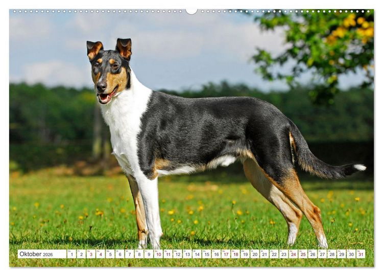 Produktbild: Ein Freund f&uuml;rs Leben - Smooth Collie (hochwertiger Premium Wandkalender 2026 DIN A2 quer), Kunstdruck in Hochglanz