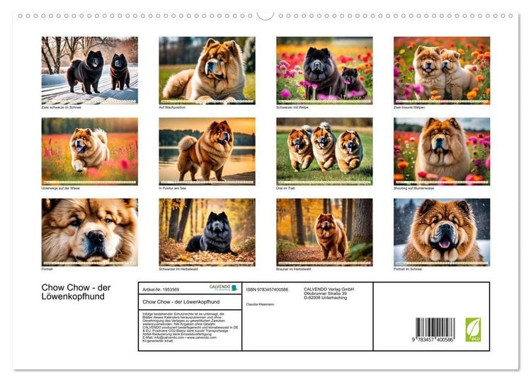 Produktbild: Chow Chow - der L&ouml;wenkopfhund (hochwertiger Premium Wandkalender 2026 DIN A2 quer), Kunstdruck in Hochglanz