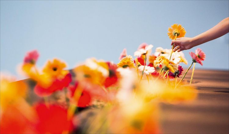 Produktbild: Flowers!
