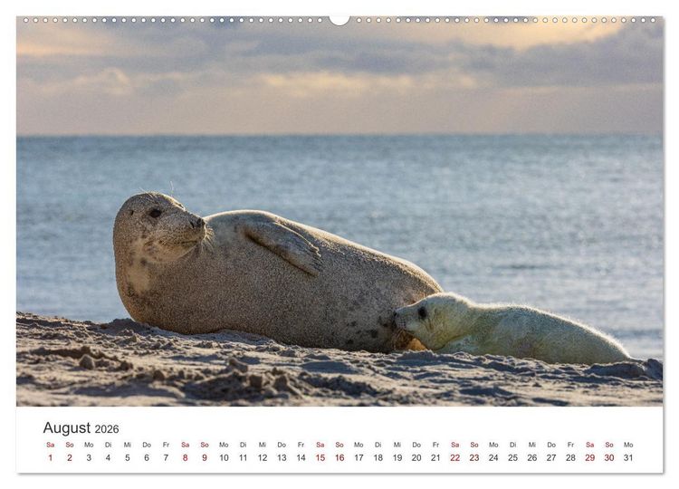 Produktbild: Junge Kegelrobben (hochwertiger Premium Wandkalender 2026 DIN A2 quer), Kunstdruck in Hochglanz