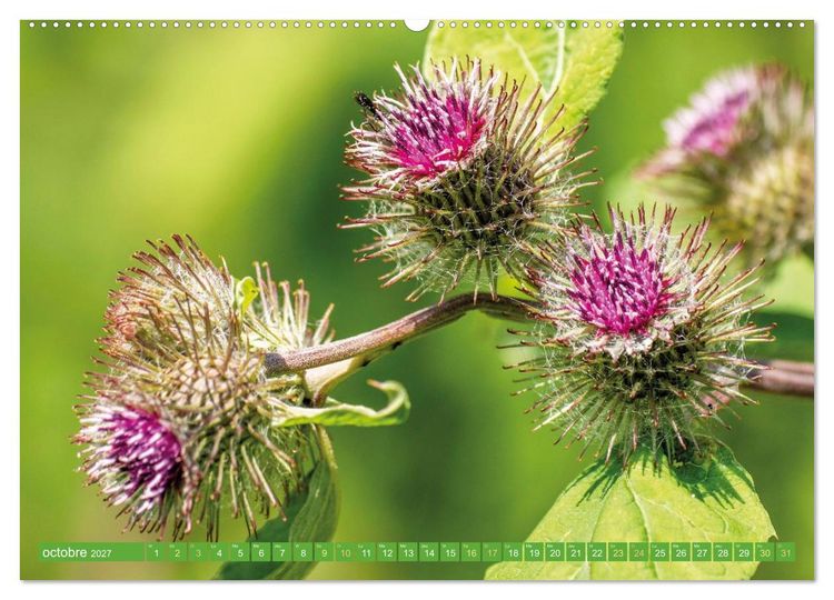 Produktbild: Fleurs du jardin aromatique (Calendrier mural 2027 DIN A2 vertical), CALVENDO calendrier mensuel