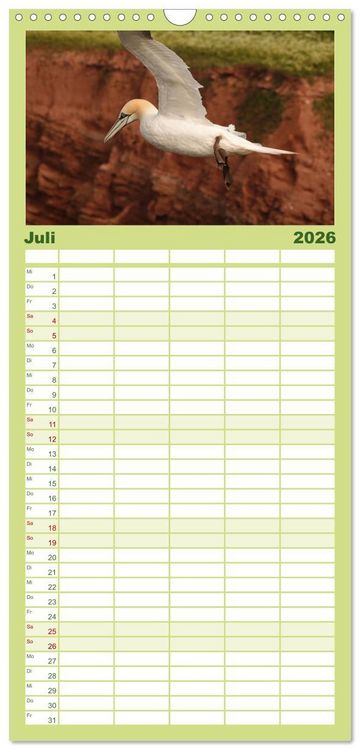 Produktbild: Familienplaner 2026 - Wilde Vogelwelt Helgoland mit 5 Spalten (Wandkalender, 21 x 45 cm) CALVENDO