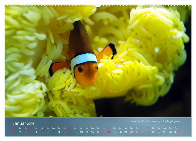Produktbild: Bunte Riffbewohner - Fische, Anemonen und noch viel mehr (Wandkalender 2026 DIN A2 quer), CALVENDO Monatskalender