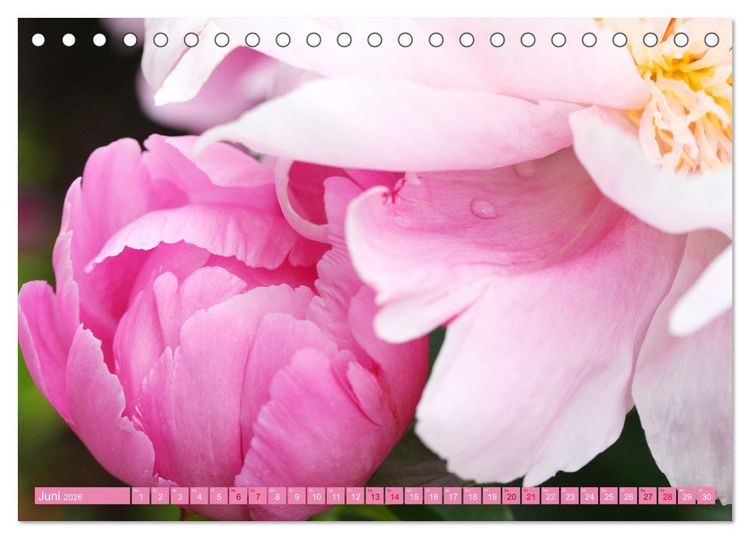 Produktbild: Liebenswerte Bl&uuml;ten (Tischkalender 2026 DIN A5 quer), CALVENDO Monatskalender
