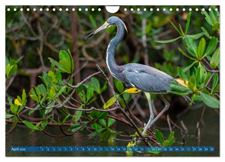 Produktbild: Blaureiher und Dreifarbenreiher (Wandkalender 2026 DIN A4 quer), CALVENDO Monatskalender