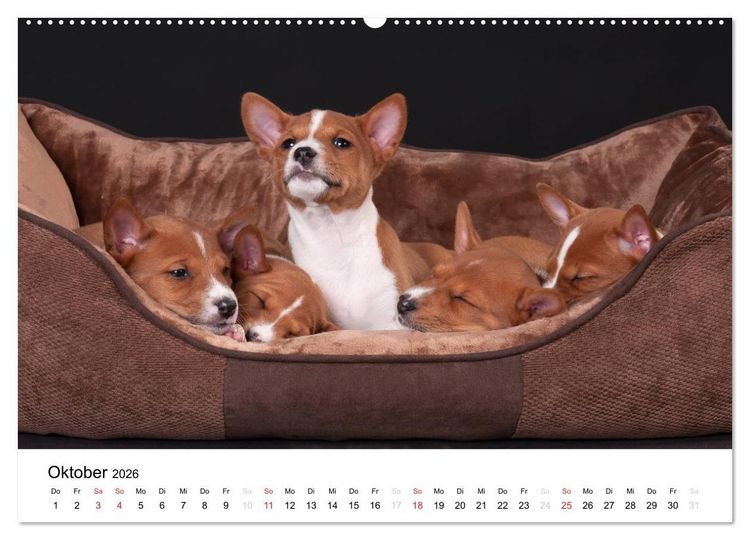 Produktbild: Allerliebste Basenji Welpen 2026 (Wandkalender 2026 DIN A2 quer), CALVENDO Monatskalender
