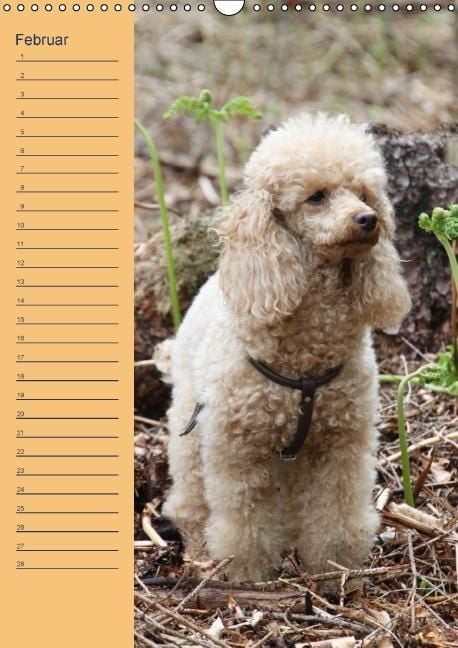 Produktbild: Pudel / Geburtstagskalender (Wandkalender immerw&auml;hrend DIN A3 hoch)