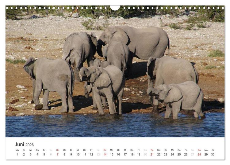 Produktbild: Namibia - Tierische Vielfalt (Wandkalender 2026 DIN A3 quer), CALVENDO Monatskalender
