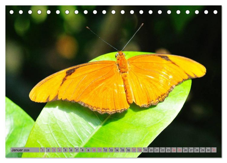 Produktbild: Butterfly's - Schmetterlinge f&uuml;r Zuhause (Tischkalender 2026 DIN A5 quer), CALVENDO Monatskalender