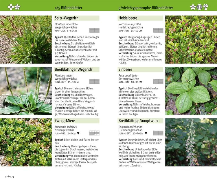 Produktbild: Blumen der Alpen