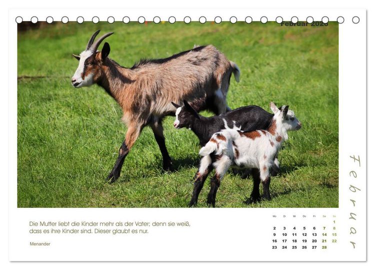 Produktbild: Mutterliebe - Ziegen mit ihren s&uuml;&szlig;en L&auml;mmern (Tischkalender 2026 DIN A5 quer), CALVENDO Monatskalender