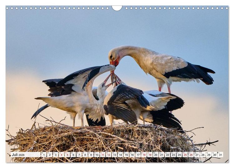 Produktbild: Eine Saison mit Familie Storch (Wandkalender 2026 DIN A3 quer), CALVENDO Monatskalender