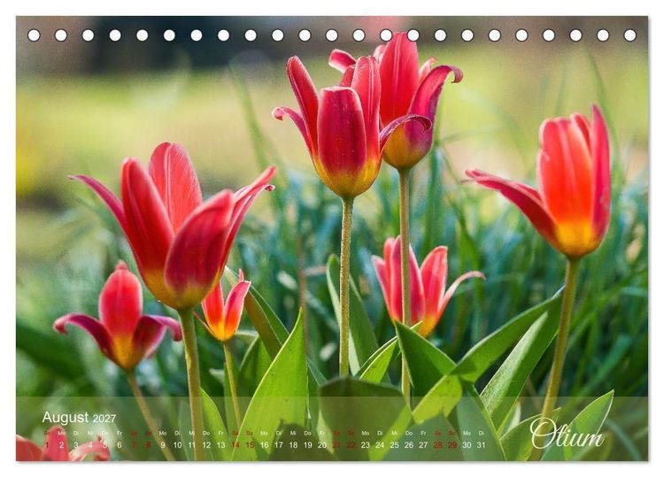 Produktbild: Tulipa et Verba &ndash; Tulpenbl&uuml;ten und stille W&ouml;rter (Tischkalender 2027 DIN A5 quer), CALVENDO Monatskalender