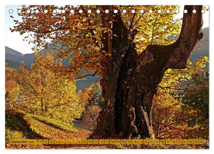Produktbild: Mit B&auml;umen durchs Jahr (Tischkalender 2026 DIN A5 quer), CALVENDO Monatskalender