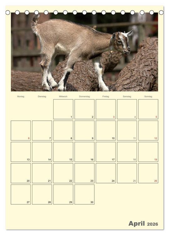 Produktbild: Zwergziegen (Tischkalender 2026 DIN A5 hoch), CALVENDO Monatskalender