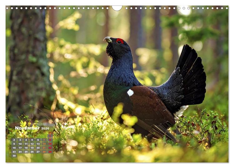Produktbild: Stark wie der Auerhahn (Wandkalender 2026 DIN A3 quer), CALVENDO Monatskalender