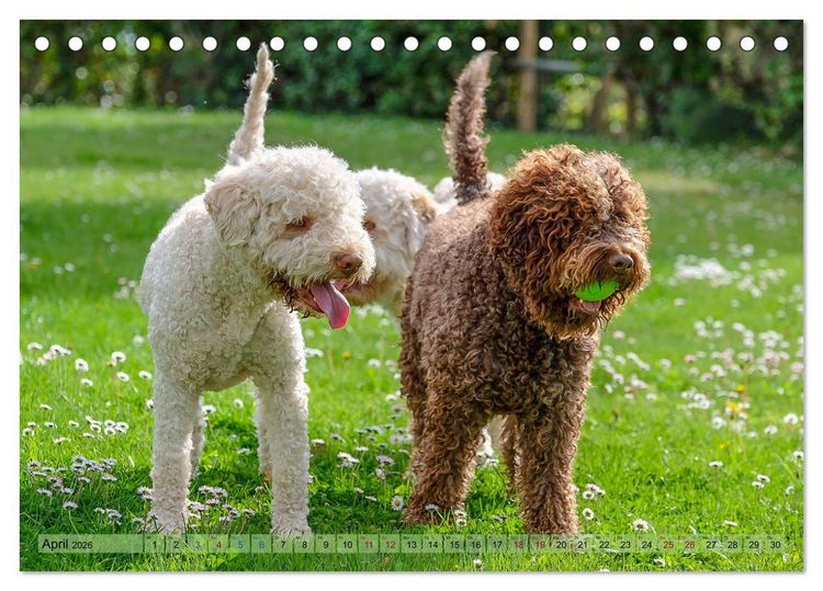 Produktbild: Lagotto Romagnolo in den Alpen 2026 (Tischkalender 2026 DIN A5 quer), CALVENDO Monatskalender