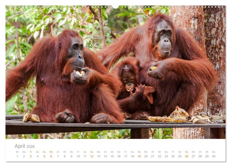 Produktbild: Orang-Utans Menschenaffen auf Borneo (hochwertiger Premium Wandkalender 2026 DIN A2 quer), Kunstdruck in Hochglanz