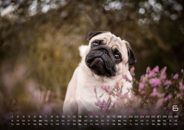 Produktbild: Wuff - Unsere Vierbeiner - Der Hundekalender - 2027 - Kalender DIN A3