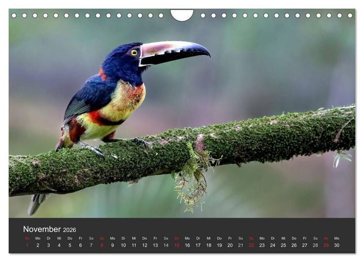 Produktbild: Costa Rica 2026 Exotische Vogelwelt (Wandkalender 2026 DIN A4 quer), CALVENDO Monatskalender