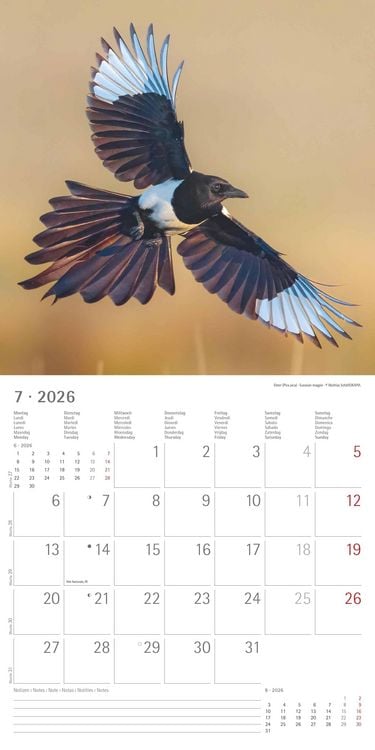 Produktbild: Einheimische Vögel 2026 - Broschürenkalender 30x30 cm (30x60 geöffnet) - Kalender mit Platz für Notizen - Birds - Bildkalender - Wandkalender - Vogelk