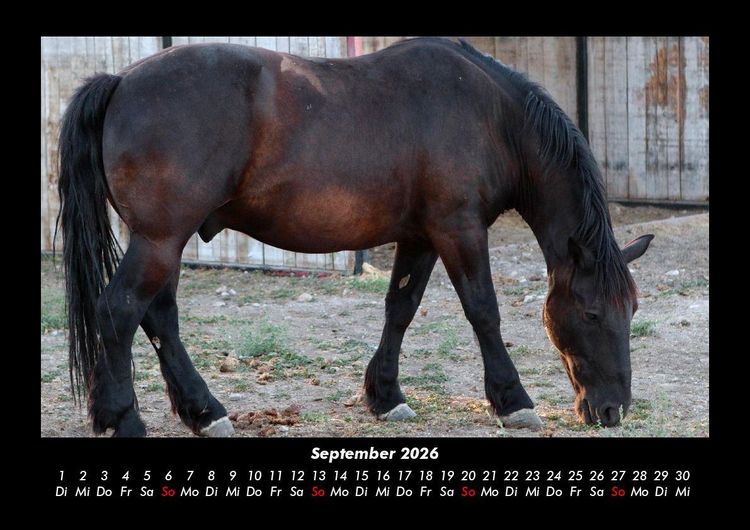 Produktbild: Pferdetraum 2026 Fotokalender DIN A3