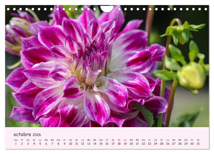 Produktbild: Les Dahlias en pleine floraison (Calendrier mural 2026 DIN A4 vertical), CALVENDO calendrier mensuel