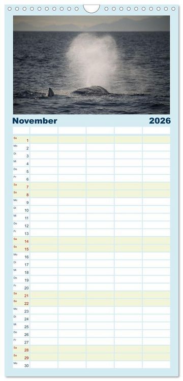 Produktbild: Familienplaner 2026 - Die Wale von Andenes mit 5 Spalten (Wandkalender, 21 x 45 cm) CALVENDO