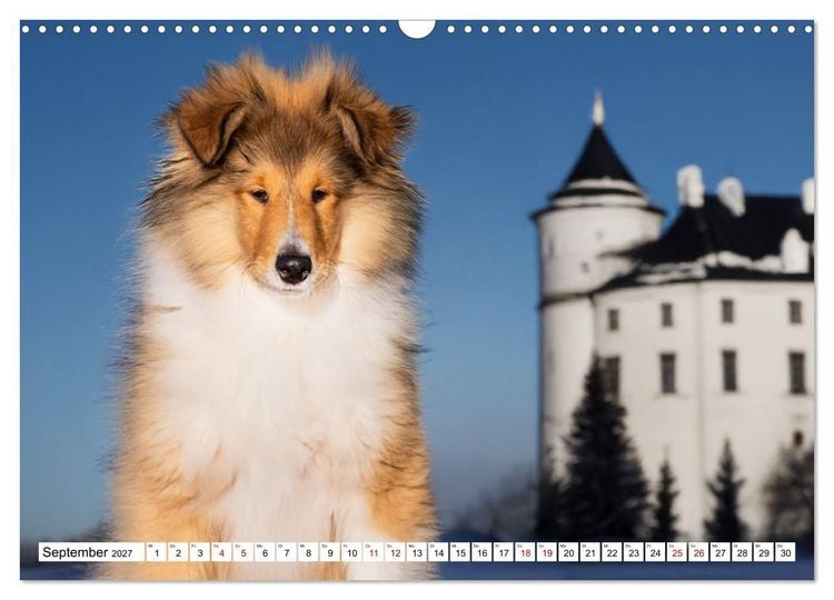 Produktbild: Traumhund Collie - Mein bester Freund (Wandkalender 2027 DIN A3 quer), CALVENDO Monatskalender