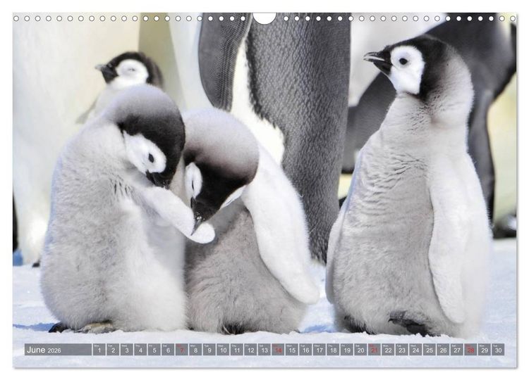 Produktbild: Penguins Unique and amazing birds (Wall Calendar 2026 DIN A3 landscape), CALVENDO 12 Month Wall Calendar