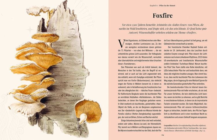 Produktbild: Die Magie der Pilze