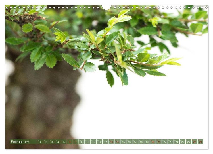 Produktbild: Bonsai ganz nah (Wandkalender 2027 DIN A3 quer), CALVENDO Monatskalender