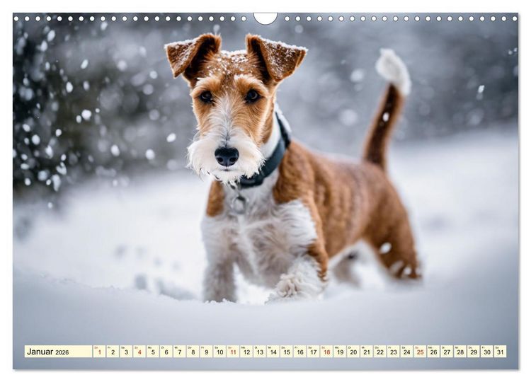 Produktbild: Drahthaar-Foxterrier (Wandkalender 2026 DIN A3 quer), CALVENDO Monatskalender