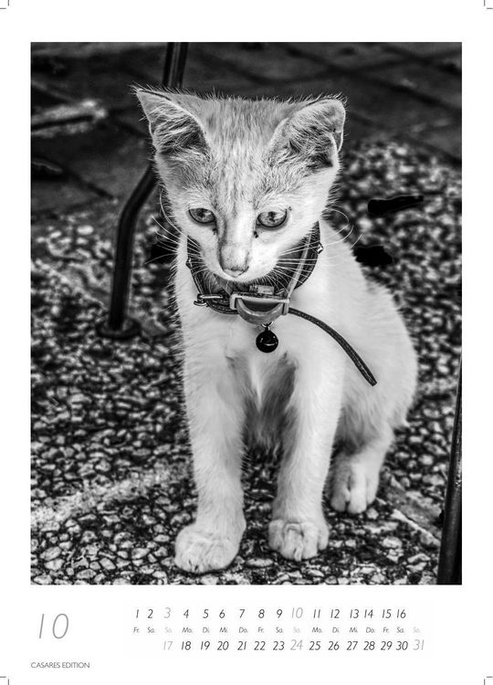 Produktbild: Cats schwarz-weiss Kalender 2027 &ndash; Wandkalender | Fotokalender Tierkalender Grosses Format 59x42cm. - Katzenkalender | Perfekt f&uuml;r Katzenliebhaber und Tierkalenderfans
