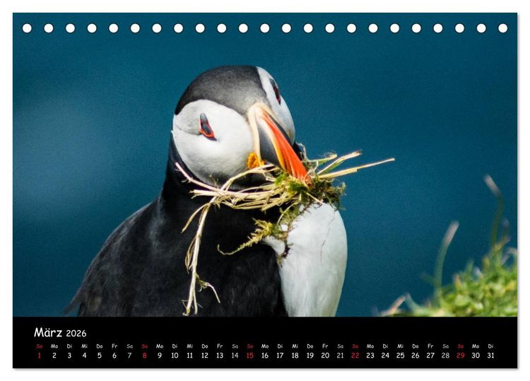 Produktbild: Die Papageientaucher von Mykines (Tischkalender 2026 DIN A5 quer), CALVENDO Monatskalender