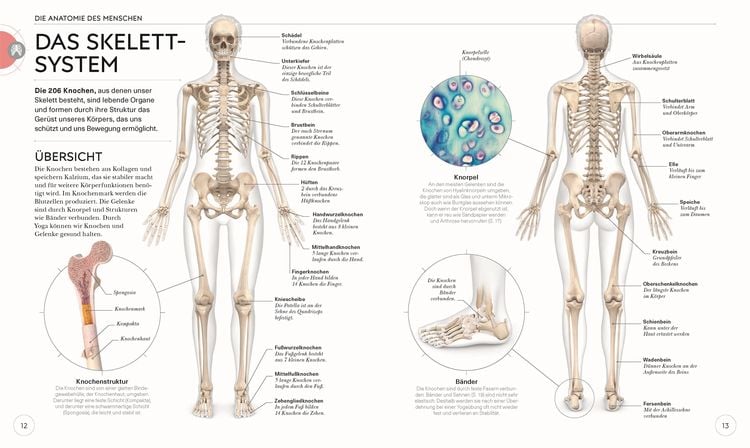Produktbild: Yoga verstehen - Die Anatomie der Yoga-Haltungen