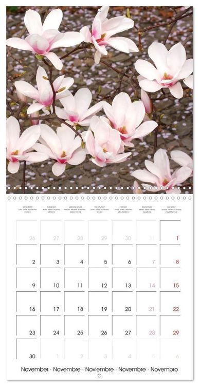 Produktbild: Kruse, G: Floraison des magnolias (Calendrier mural carr&eacute; 20