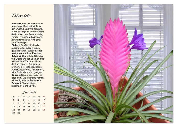 Produktbild: Bl&uuml;tenpracht am Fenster (Wandkalender 2026 DIN A3 quer), CALVENDO Monatskalender