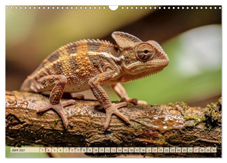 Produktbild: Die kleinsten Tiere - Weltweit (Wandkalender 2027 DIN A3 quer), CALVENDO Monatskalender