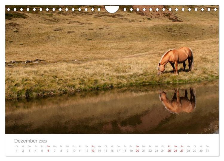 Produktbild: Pferde - In nat&uuml;rlicher Umgebung (Wandkalender 2026 DIN A4 quer), CALVENDO Monatskalender