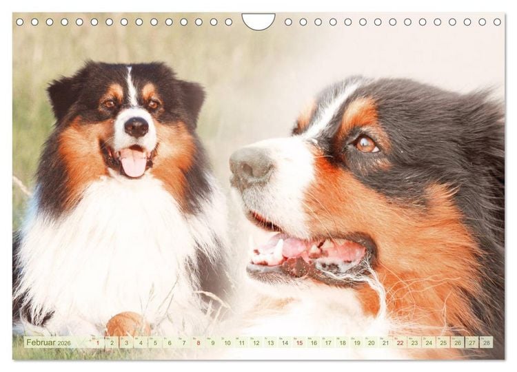 Produktbild: Australian Shepherd - H&uuml;tehunde mit Familienanschluss (Wandkalender 2026 DIN A4 quer), CALVENDO Monatskalender