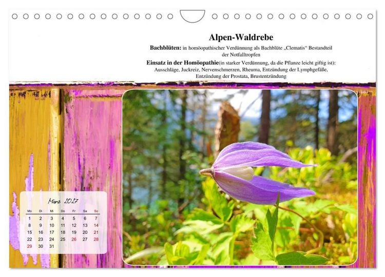 Produktbild: Gesundheit vor deiner Haust&uuml;re - Heilpflanzen am Alpenrand - Wirkung, Anwendungsbereiche und Teezubereitung (Wandkalender 2027 DIN A4 quer), CALVENDO Monatskalender