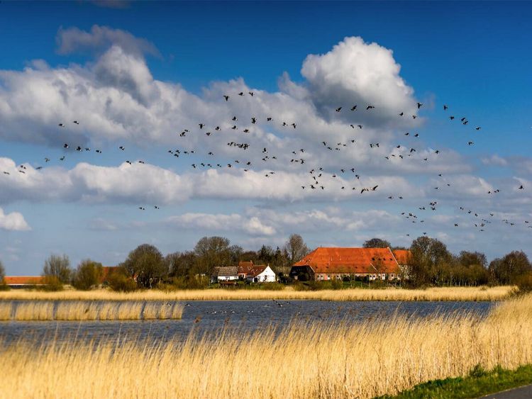Produktbild: CALVENDO Puzzle Bauernhaus bei Greetsiel | 1000 Teile Lege-Gr&ouml;&szlig;e 64x48cm Foto-Puzzle f&uuml;r gl&uuml;ckliche Stunden