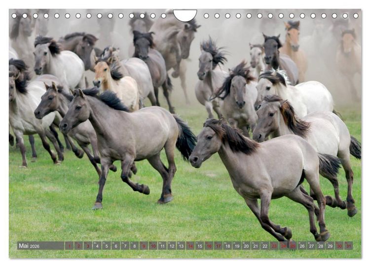 Produktbild: D&uuml;lmener Wildpferde - Wildpferde im Meerfelder Bruch (Wandkalender 2026 DIN A4 quer), CALVENDO Monatskalender