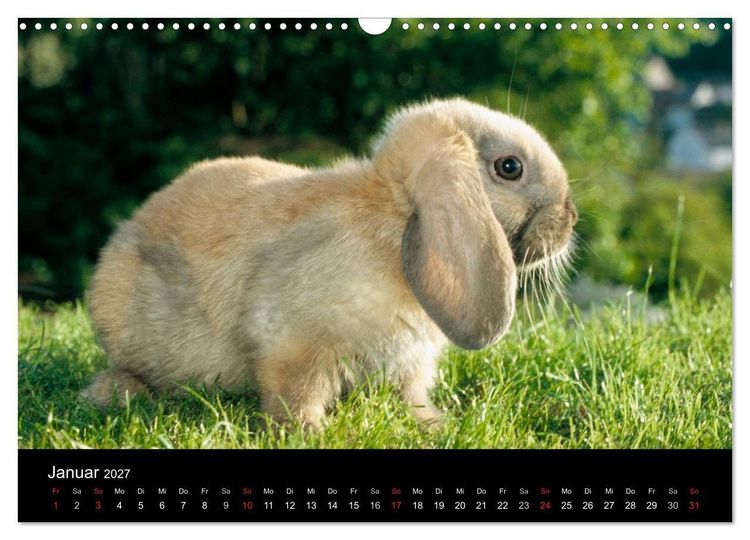 Produktbild: Zwergkaninchen (Wandkalender 2027 DIN A3 quer), CALVENDO Monatskalender